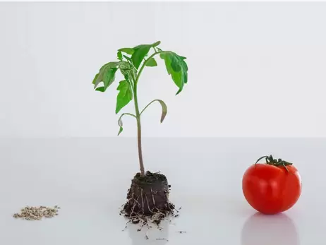 Помидор из семян: как вырастить крепкую, закаленную и урожайную рассаду томатов