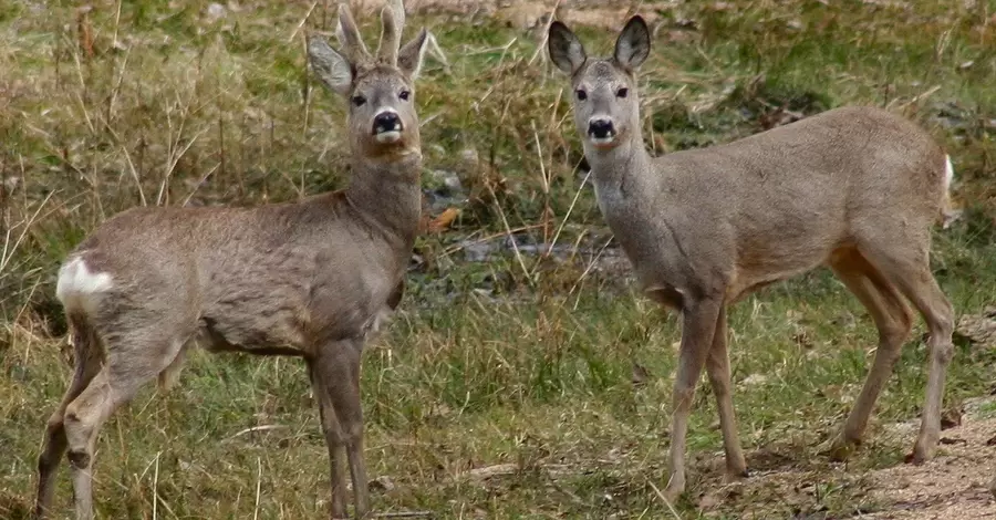 На Прикарпатье браконьеры убили пять косуль