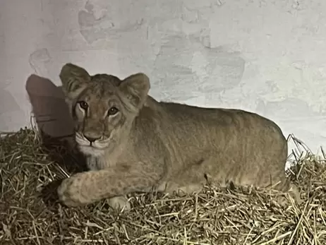 Зоозащнитники приютили львенка Ванду, которую выкупили военные в Запорожье