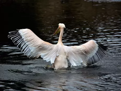 В Киеве пеликаны вернулись на озера 