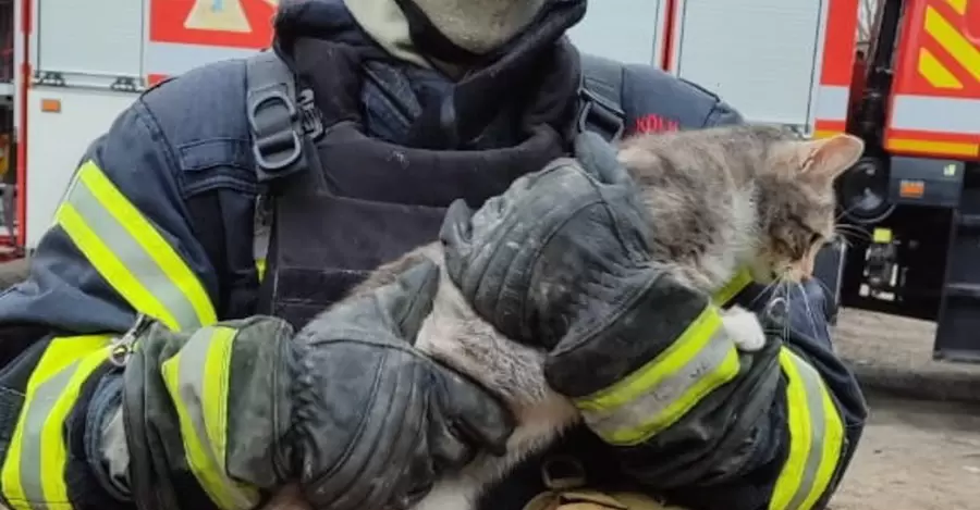 В Волчанске спасли кота из-под завалов разрушенного ударом РФ дома