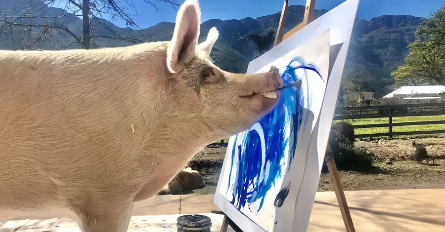 Померла свиня Пігкассо - найуспішніша тварина-художниця у світі 