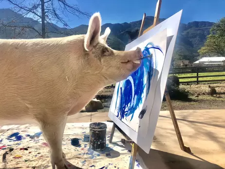 Умерла свинья Пигкассо - самое успешное животное-художник в мире 