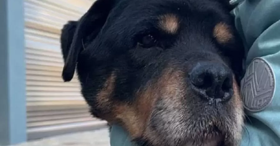 В Киевской области живет старейший ротвейлер в Украине - через несколько недель собаке исполнится 15 лет