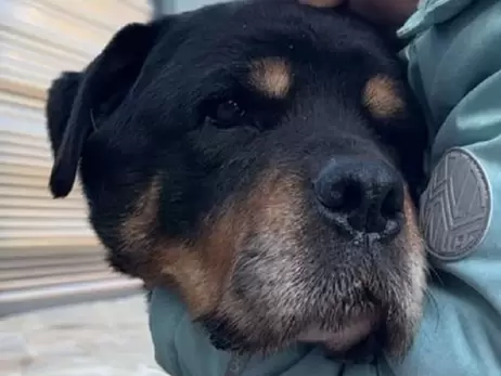 В Киевской области живет старейший ротвейлер в Украине - через несколько недель собаке исполнится 15 лет