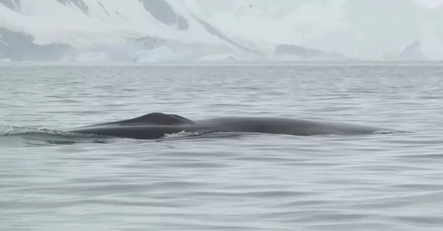 Українські полярники вперше задокументували зустріч із одним із найбільших китів у світі