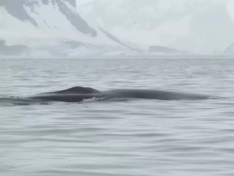 Українські полярники вперше задокументували зустріч із одним із найбільших китів у світі