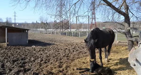 В Подольском зоопарке у семейства гуцульских коней родился малыш 