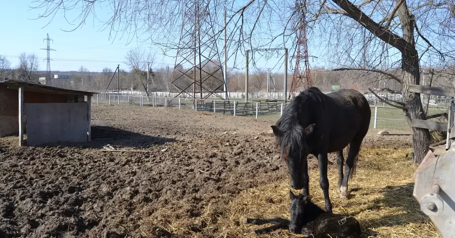 В Подольском зоопарке у семейства гуцульских коней родился малыш 