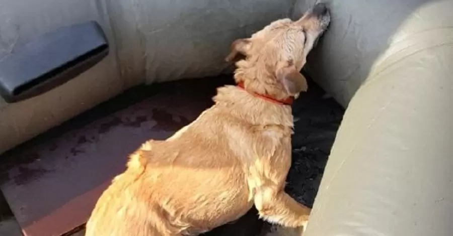 У Харкові врятували собаку, який провалився під кригу