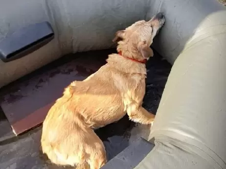 У Харкові врятували собаку, який провалився під кригу