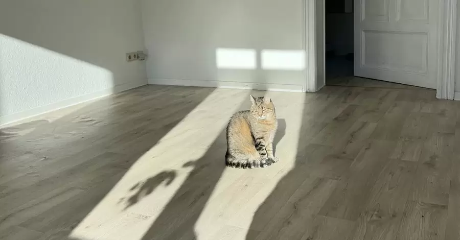 Харківський кіт Степан показав свій новий будинок у Німеччині