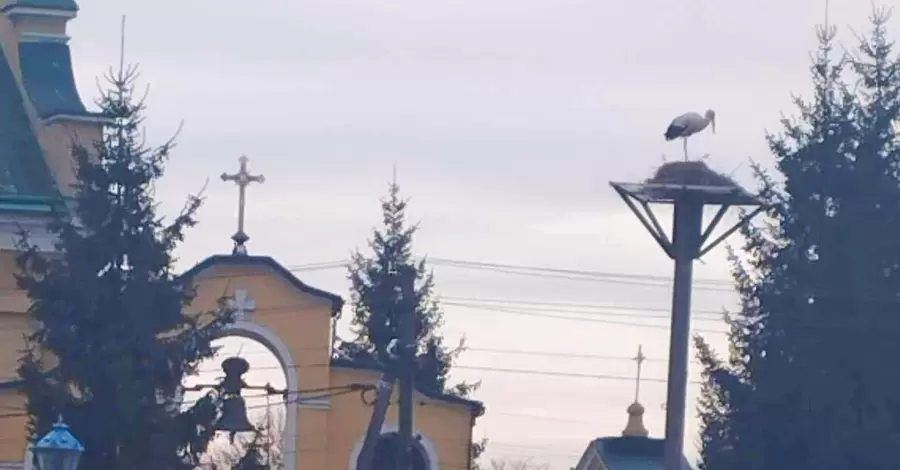 Священник проти лелеки: на Львівщині мешканці села добилися повернення гнізда поблизу храму