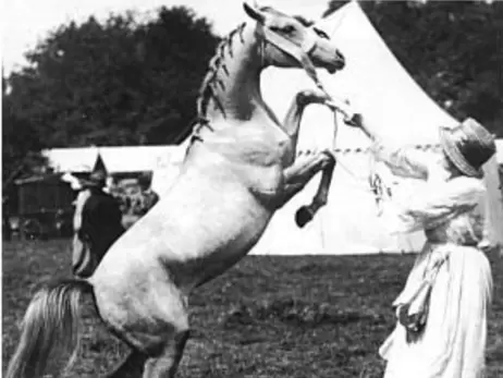 Найкращого коня у світі, який вважається еталоном кінської краси, вивели під Хмельницьким
