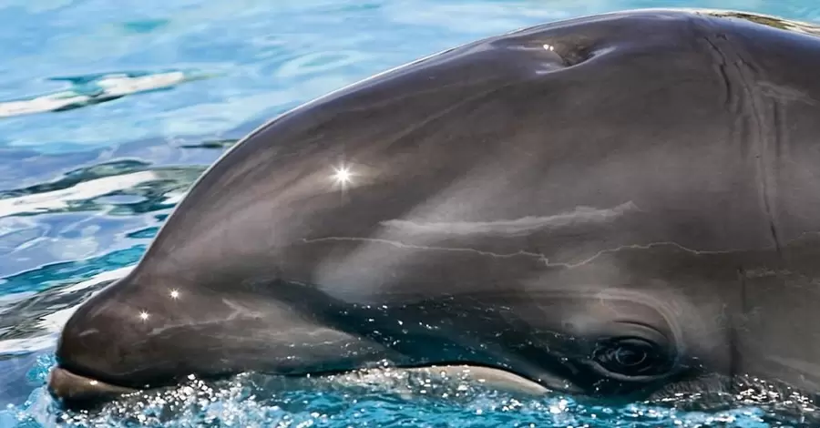 В окупованому Криму масово гинуть дельфіни
