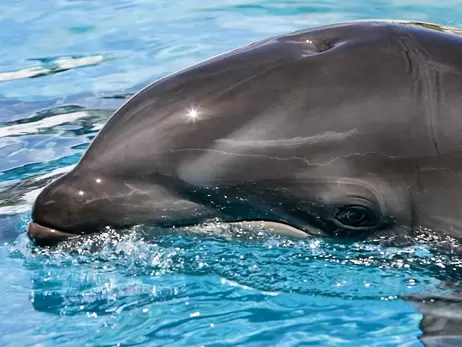 В оккупированном Крыму массово гибнут дельфины