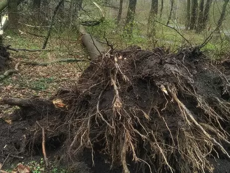 Ветер повалил деревья во львовском парке, а синоптики прогнозируют еще большие порывы