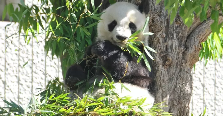 Самая старая панда Японии умерла в возрасте 28 лет