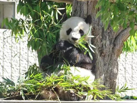 Найстаріша панда Японії померла у віці 28 років