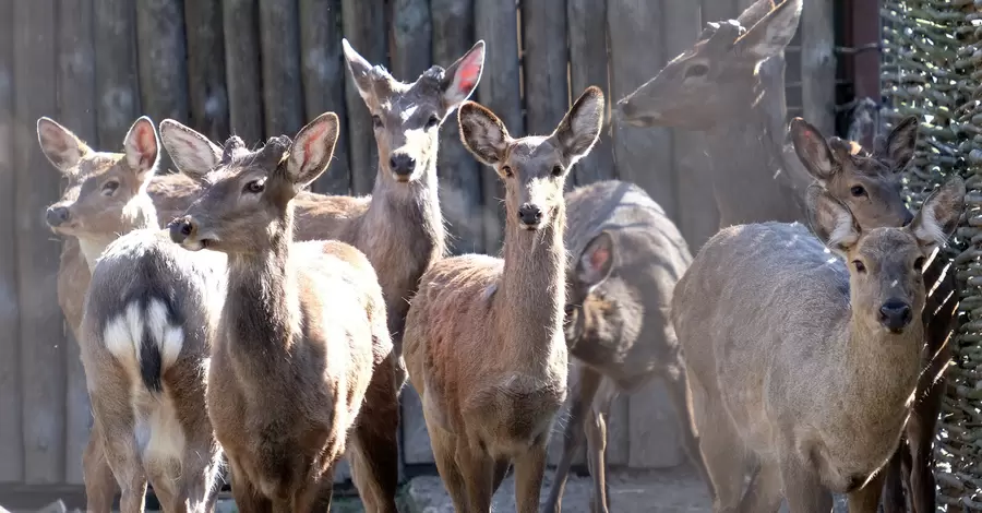 Киевский зоопарк рассказал о судьбе пятнистых оленей, спасенных от торговцев