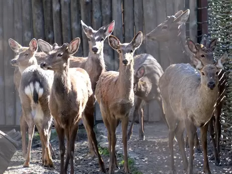 Київський зоопарк розповів про долю плямистих оленів, врятованих від торговців