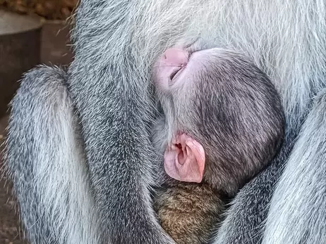 В Одесском зоопарке зеленая обезьяна показала детеныша, которого больше месяца прятала от окружающих