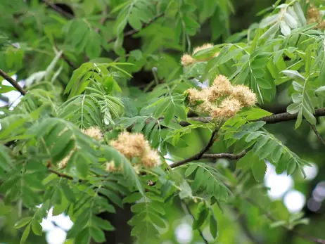 В Закарпатье цветет редкое в Украине дерево скоруша