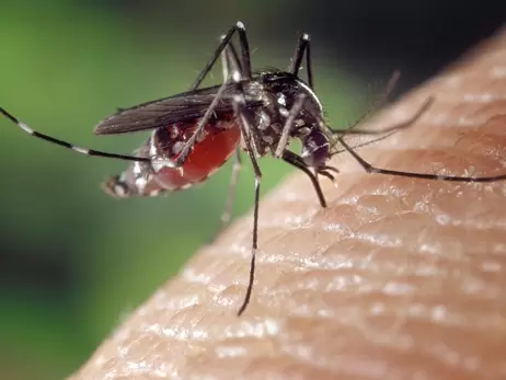 В Кривом Роге у женщины после укуса комара под кожей вырос 11-сантиметровый гельминт