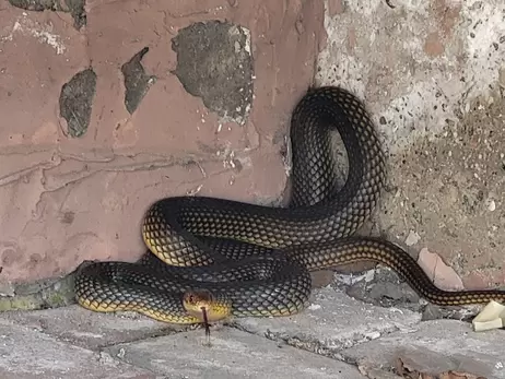 В Одессе редкая змея укусила директора зоопарка