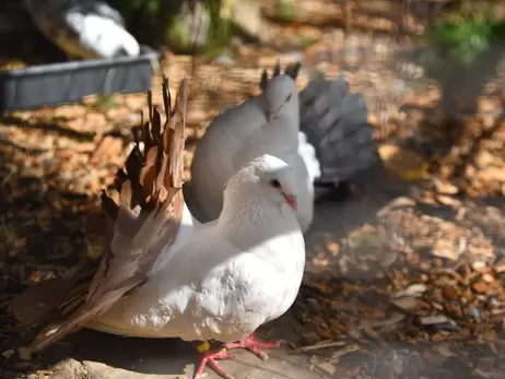 У Луцькому зоопарку голуби, яких військові врятували під Бахмутом, дали потомство