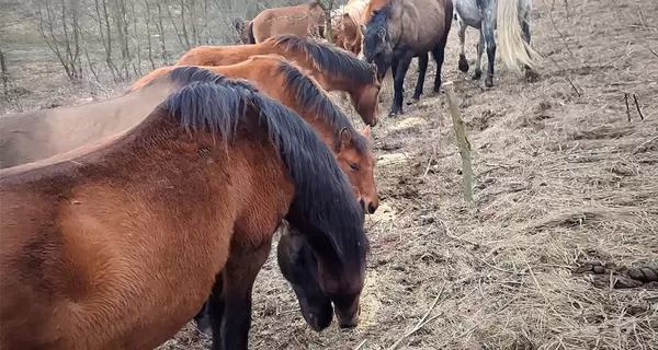 На цих конях українці в'їхали в історію – як ентузіасти відроджують породу поліських коней