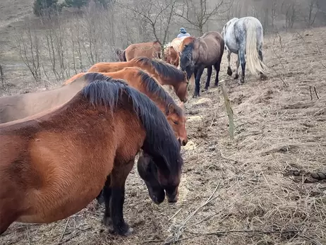 На этих конях украинцы въехали в историю - как энтузиасты возрождают породу полесских коней