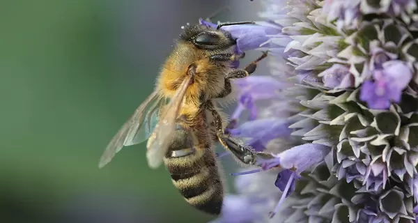 Еколог: Врожаю ягід, яблук та груш буде мало – немає бджіл