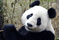 Японская панда впервые родила в неволе ВИДЕО