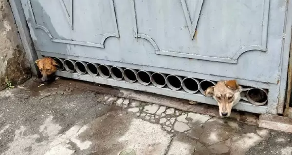 На Херсонщині співробітники ДСНС врятували переляканих собак, які застрягли у воротах під час обстрілів