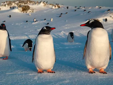 Украинские полярники во Всемирный день пингвинов рассказали все секреты этих птиц