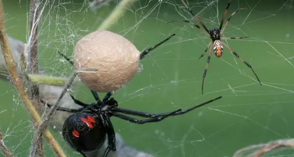 Укус паука может быть опаснее змеиного: что делать, если такое случилось