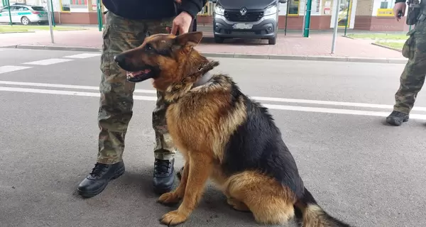 Собаки из Беларуси бегут в Польшу, на границе поймали уже второго пса