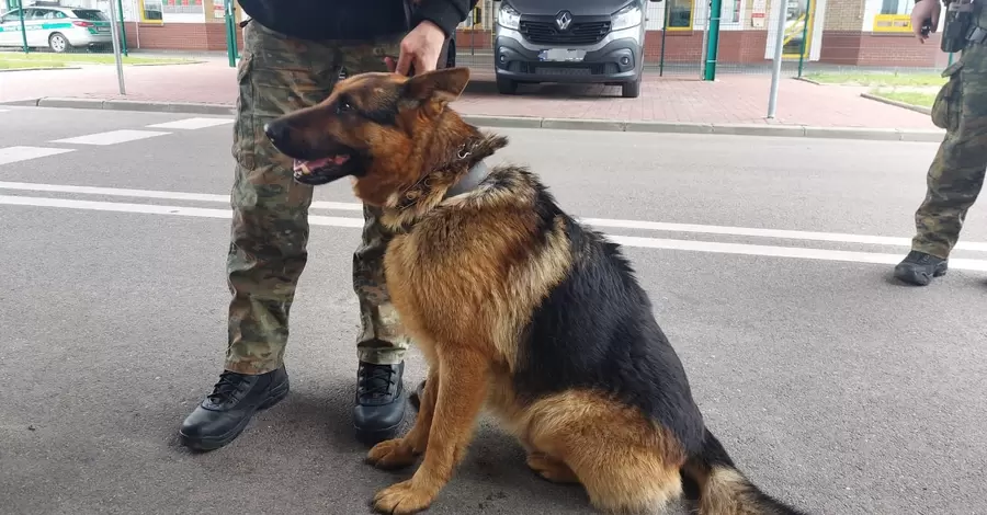 Собаки з Білорусі втікають до Польщі, на кордоні піймали вже другого чотирилапого