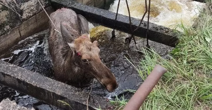 На Чернігівщині врятували лося, що впав у водну споруду