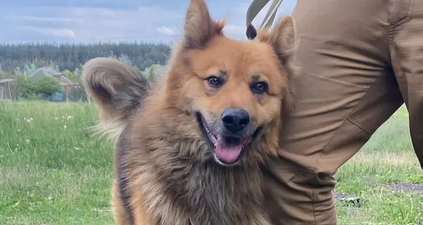 Собаку 15 минут избавляли от цепей: как зооволонтеры спасают животных в Волчанске и Липцах