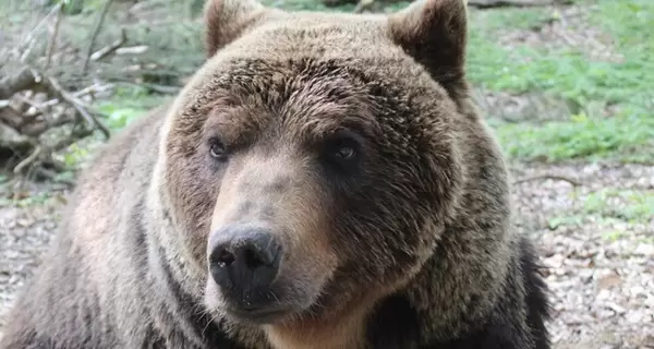 Медведя Михаила из приюта 