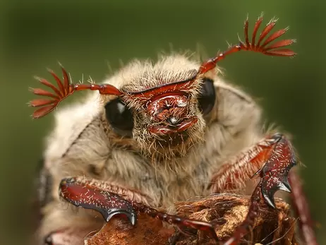 Сезон майского жука: в чем его польза и почему его лучше не уничтожать