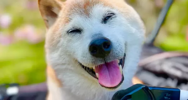 Умерла собака породы сиба-ину Кабоса, которая стала героиней мемов о Doge