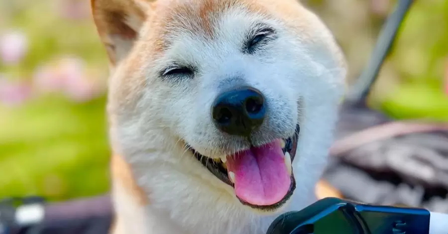 Померла собака породи сіба-іну Кабосу, яка стала героїнею мемів про Doge