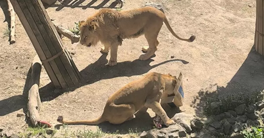 В николаевском зоопарке отпраздновали день рождения львов Ланка и Лолы