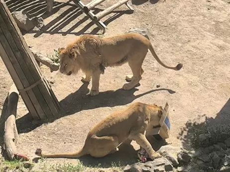 В николаевском зоопарке отпраздновали день рождения львов Ланка и Лолы