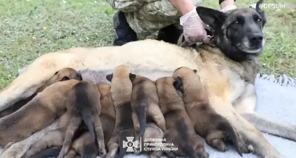 Бельгийская овчарка Барина, которая служит в ГПСУ, родила 10 щенков