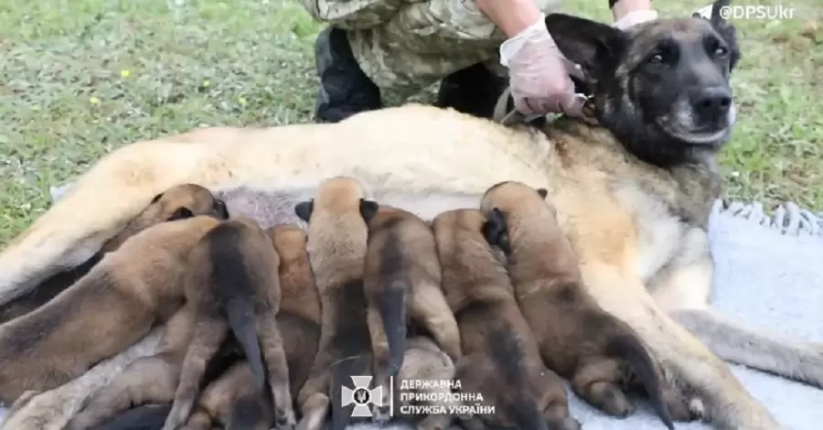 Бельгійська вівчарка Баріна, яка служить у ДПСУ, народила 10 цуценят