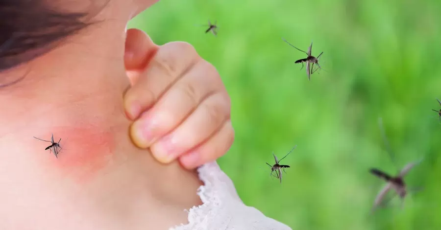Комариный сезон: какие виды встречаются в Украине и какой из них опасен
